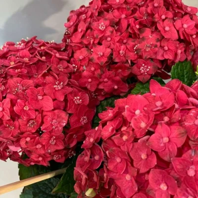 Гортензия крупнолистная Эндлесс саммер лав (Endless Summer Love) 