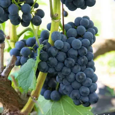 виноград Каберне Кортис