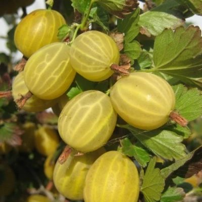 Крыжовник ЯРОВОЙ в Тюмени