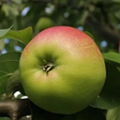 Яблоня СОКОЛОВСКОЕ стелющаяся в Тюмени