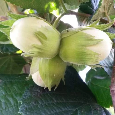 Фундук ЮННАТ в Тюмени