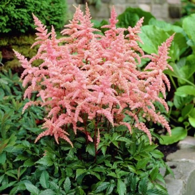 Астильба БРЕССИНГЕМ БЬЮТИ Арендса в Тюмени