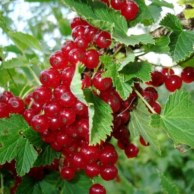 Смородина красная ГОЛЛАНДСКАЯ КРАСНАЯ в Тюмени