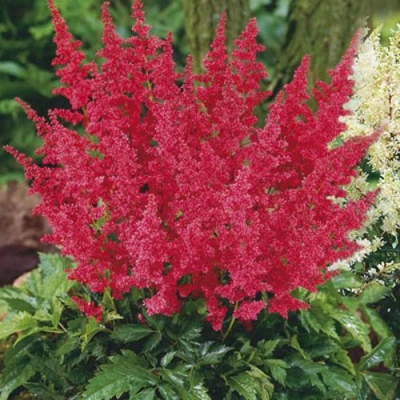 Астильба МОНТГОМЕРИ японская в Тюмени