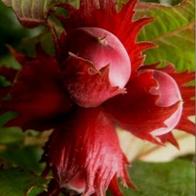 Фундук БАГРЯНЕЦ в Тюмени