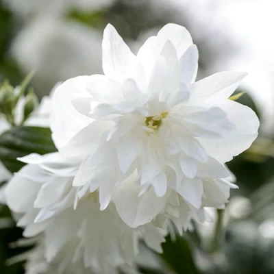 Жасмин МИНЕСОТА СНОУФЛЕЙК в Тюмени