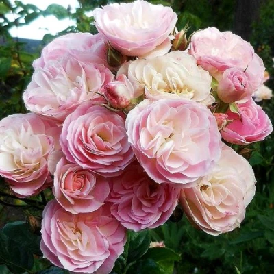 саженцы розы Букт Парфе