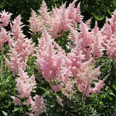 Астильба ГЛИТТЕР ЭНД ГЛАМУР китайская в Тюмени