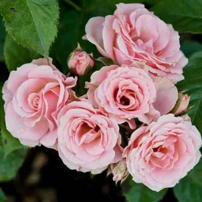 Роза КЛАССИК ЛИДИЯ спрей в Тюмени