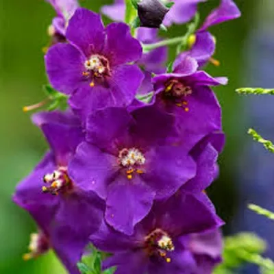 Коровяк ВИОЛЕТТА (вербаскум) в Тюмени