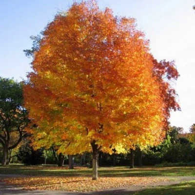 Клен серебристый в Тюмени