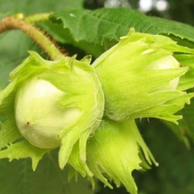 Фундук КАТАЛОНСКИЙ в Тюмени