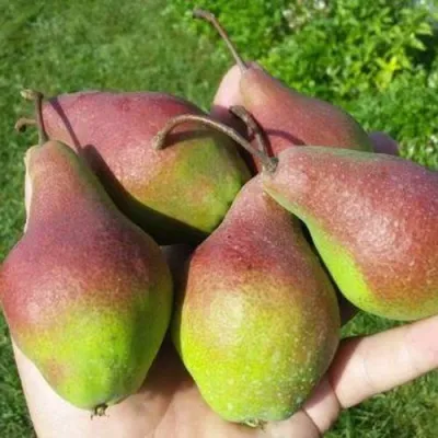 Груша ЯКОВЛЕВСКАЯ в Тюмени