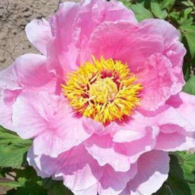 Пион МАРАМАЦУ-ЗАКУРА древовидный в Тюмени