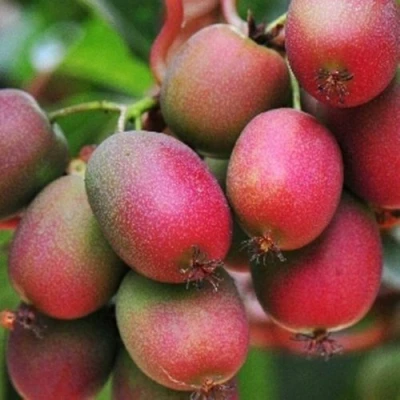 Актинидия ВЕЙКИ аргута в Тюмени