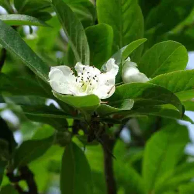 МУШМУЛА  в Тюмени