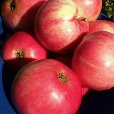 Яблоня СУЙСЛЕПСКОЕ (МАЛИНОВКА) в Тюмени