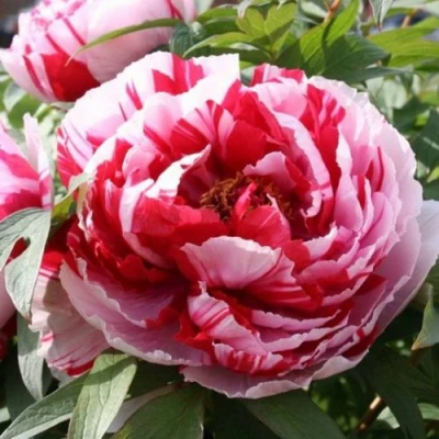 Пион РЕД ВИЗ ПИНК древовидный в Тюмени