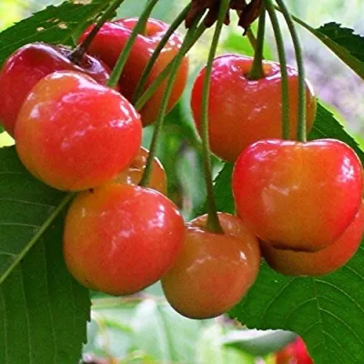 Черешня КРАСАВИЦА в Тюмени