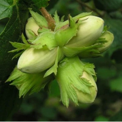 Фундук ТАМБОВСКИЙ ПОЗДНИЙ в Тюмени