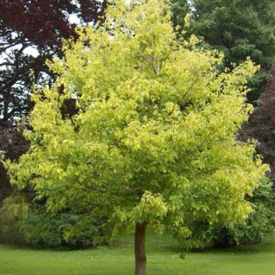 Клен ясенелистный в Тюмени