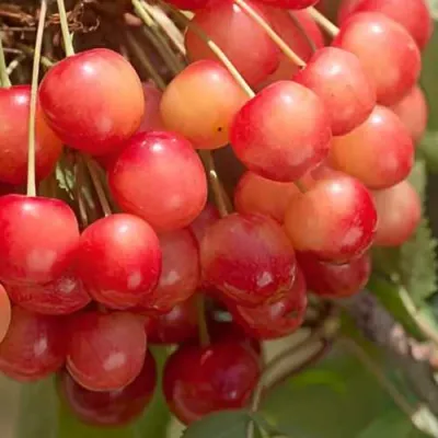 Черешня ЮЛИЯ в Тюмени
