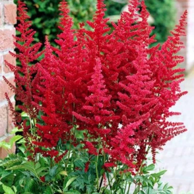 Астильба БУРГУНДИ РЕД Арендса в Тюмени