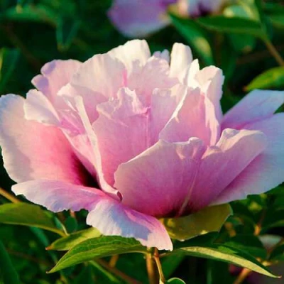 Пион ВРАТА ХРАМА древовидный  в Тюмени