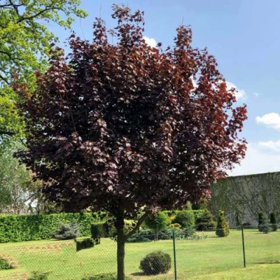 саженцы клена