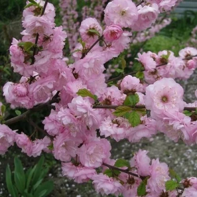 Миндаль ТРЁХЛОПАСТНЫЙ (луизеания) в Тюмени