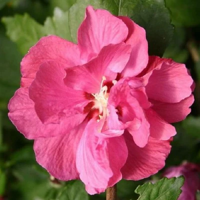 Гибискус ДЮК ДЕ БРАБАНТ сирийский  в Тюмени