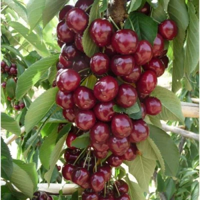 Вишня КОРОЛЕВА колонновидная в Тюмени