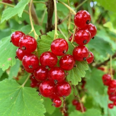 Смородина красная МААРСЕС ПРОМИНЕНТ в Тюмени