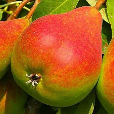 Груша ГЕРА в Тюмени