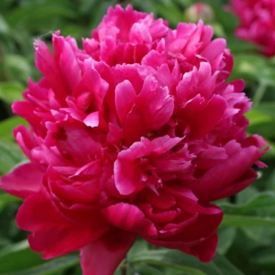 Пион ПЕСНЬ ВЕТРА травянистый в Тюмени