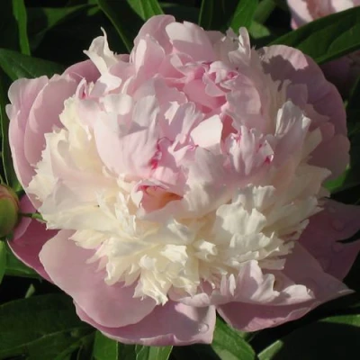 Пион ЩЕРБЕТ травянистый в Тюмени