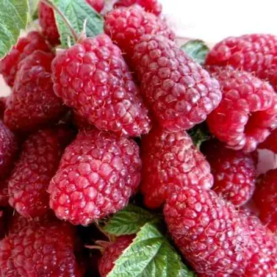 Малина КАСКАД ДЕЛАЙТ в Тюмени