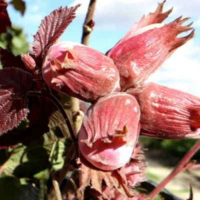 Фундук АЛЫЙ ПАРУС в Тюмени