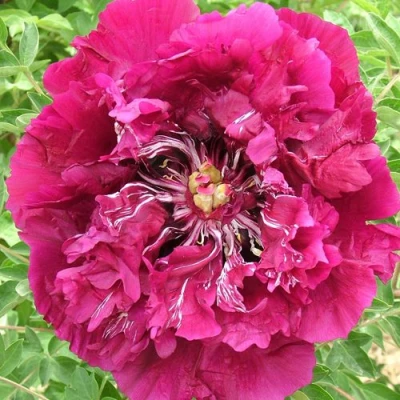 Пион ПУРПУРНЫЙ ОКЕАН древовидный в Тюмени