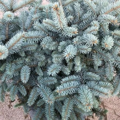 Ель ГЛАУКА колючая в Тюмени