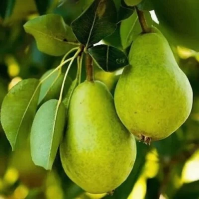 Груша СЕВЕРЯНКА колонновидная в Тюмени