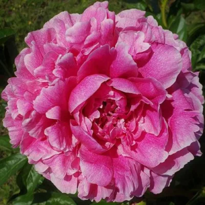 Пион ЗЕ ФОН травянистый в Тюмени