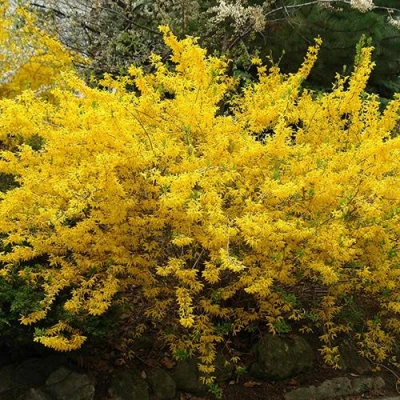 Форзиция ГОЛДЗАУБЕР средняя в Тюмени