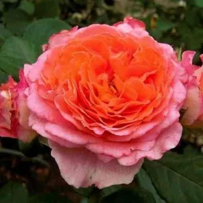 саженцы розы Нотр Дам Дю Розер