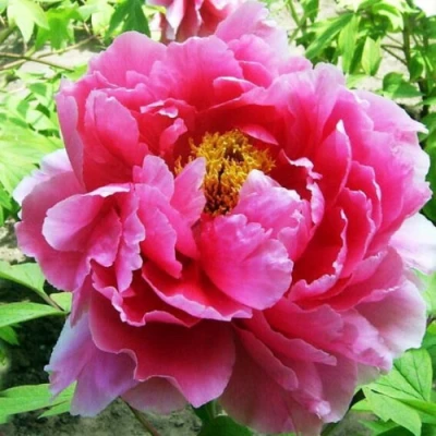 Пион ВОСХОД СОЛНЦА древовидный в Тюмени