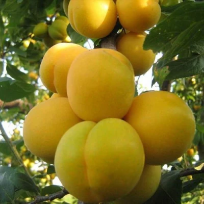 Слива ЛОДВА в Тюмени