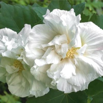 Гибискус АДМИРАЛ ДЕВЕЙ сирийский в Тюмени