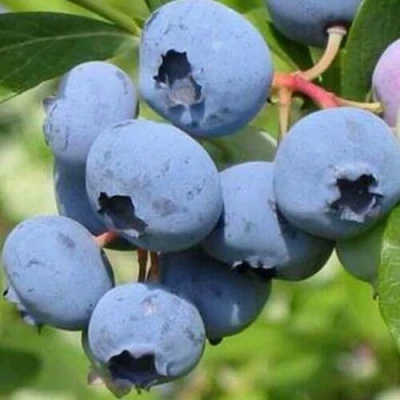 Голубика ДАРРОУ в Тюмени