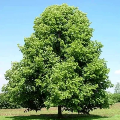 Липа мелколистная в Тюмени