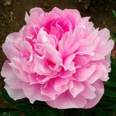 Пион ЛЕТЯЩИЙ ЖУРАВЛЬ травянистый в Тюмени